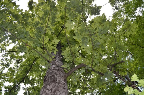 Carya myristiciformis