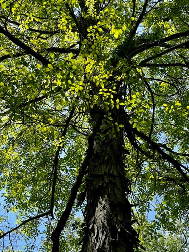 Shagbark hickory