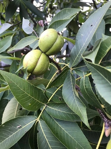 Juglandaceae