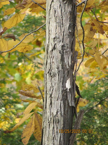 Carya ovata var. australis (Southern shagbark) — photo