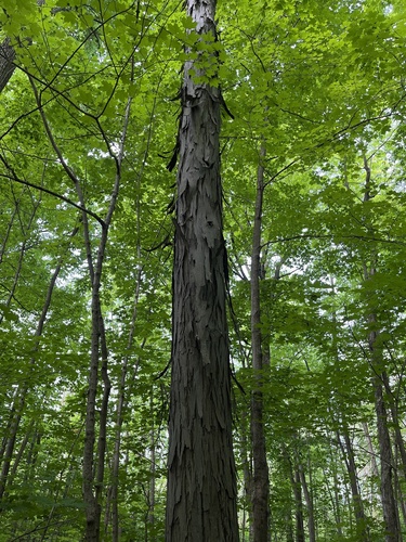 Carya ovata var. australis (Southern shagbark) — photo