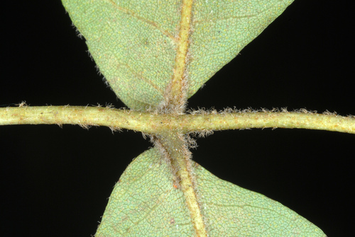 Carya pallida (Sand hickory) — photo