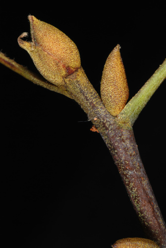 Carya pallida (Sand hickory) — photo