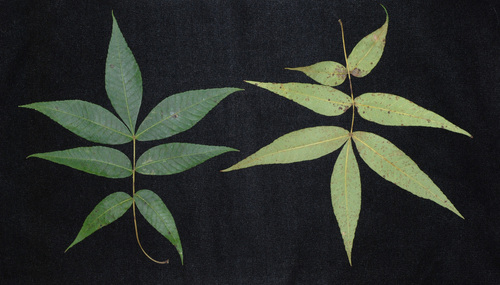Carya pallida