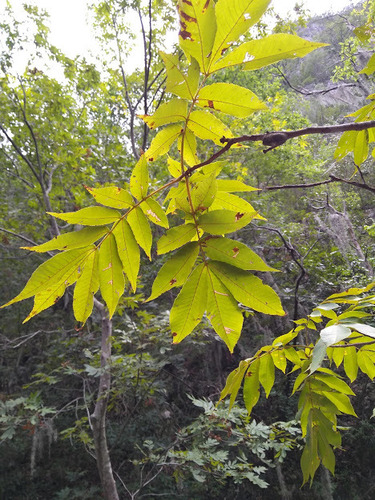 Carya palmeri