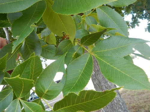 Carya texana (Black hickory) — photo