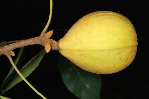 Carya texana (Black hickory) — photo