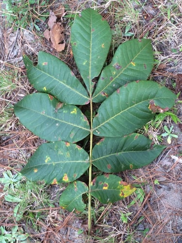 Carya tomentosa (Mockernut Hickory) — photo