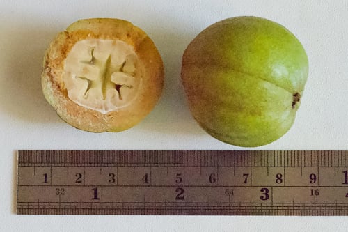 Carya tomentosa (Mockernut Hickory) — photo