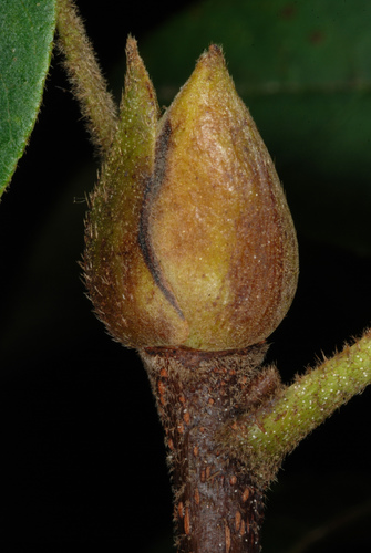 Carya tomentosa