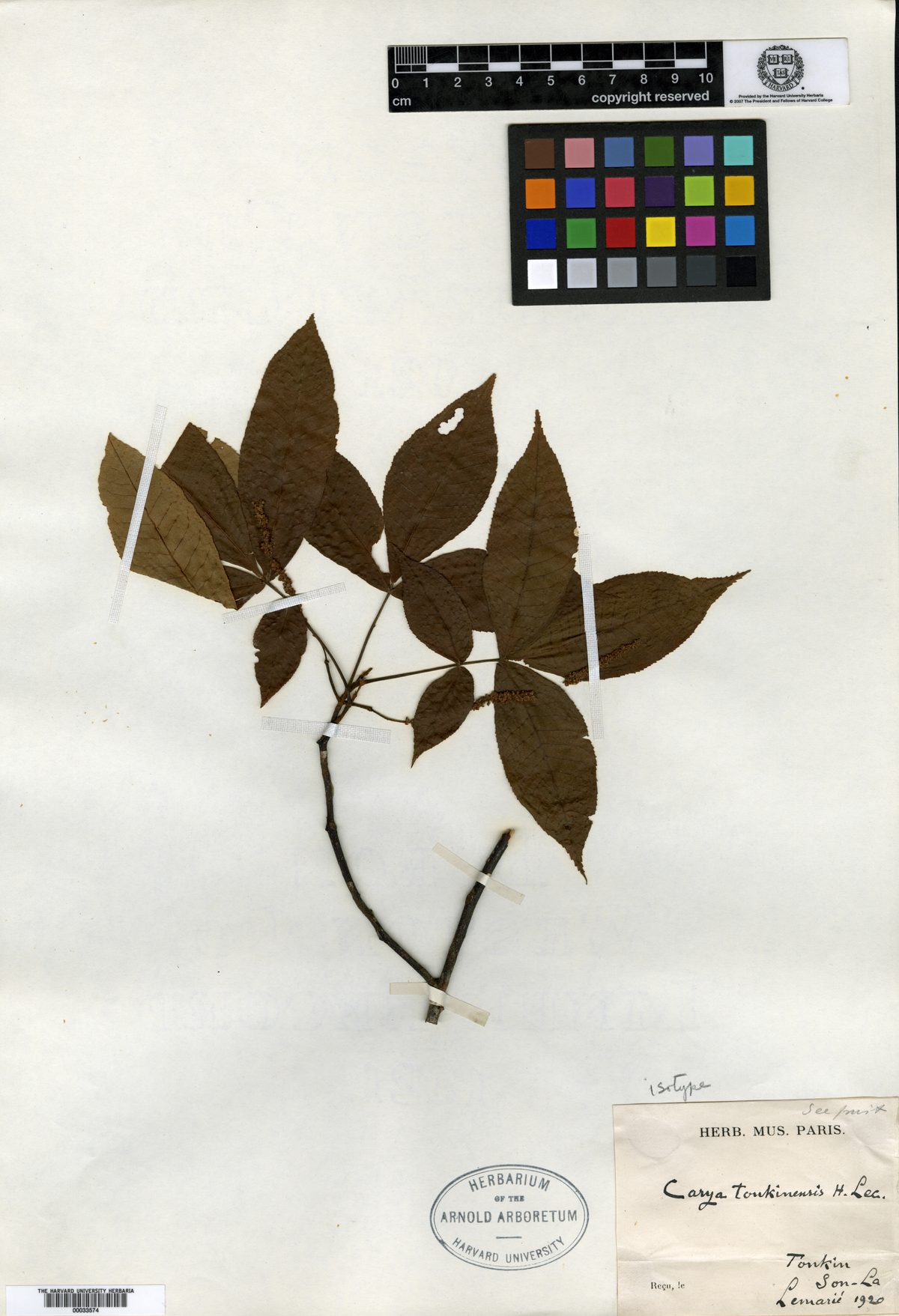 Carya tonkinensis