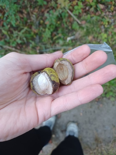 Carya x nussbaumeri (Hican) — photo