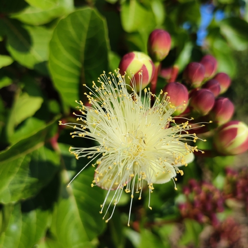 Caryocar coriaceum (Pequi) — photo