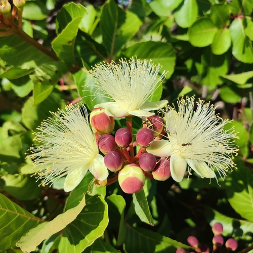 Caryocar coriaceum (Pequi) — photo