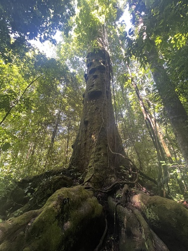 Caryocar costaricense (Aji) — photo