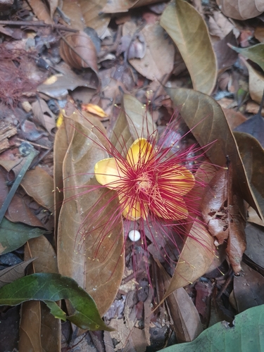 Caryocar glabrum (Pique) — photo