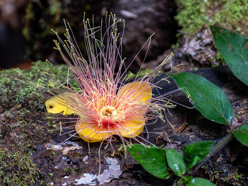 Caryocar glabrum