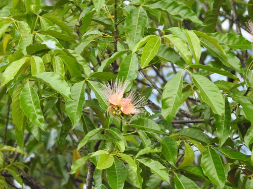 Caryocar microcarpum (Water sawarri) — photo