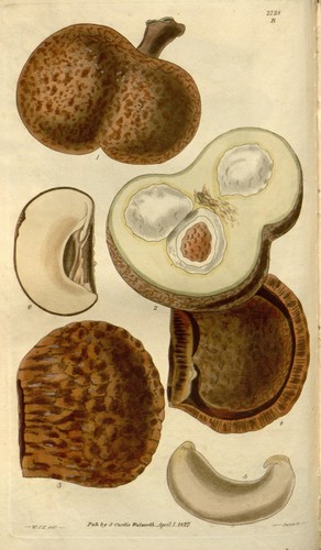 Caryocar nuciferum (Souari Nut) — photo