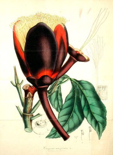 Caryocar nuciferum (Souari Nut) — photo