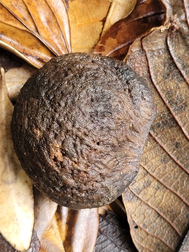 Caryocar villosum (Piquia) — photo