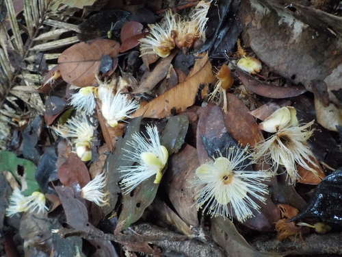 Caryocar villosum