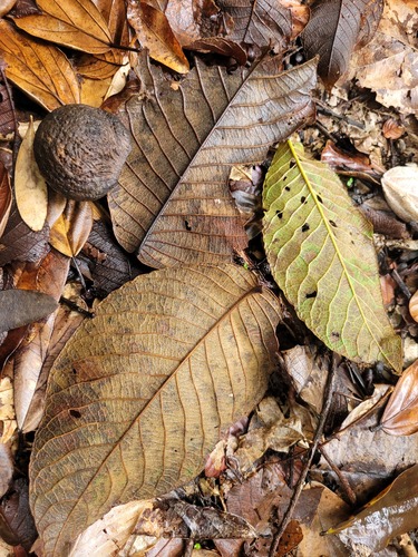 Caryocar villosum (Piquia) — photo