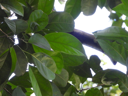 Caryodendron amazonicum (Amazonia caryodendron) — photo