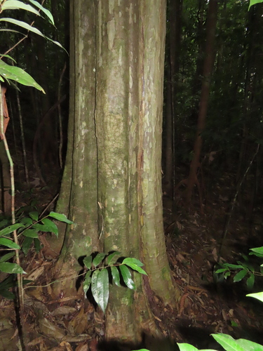Caryodendron amazonicum