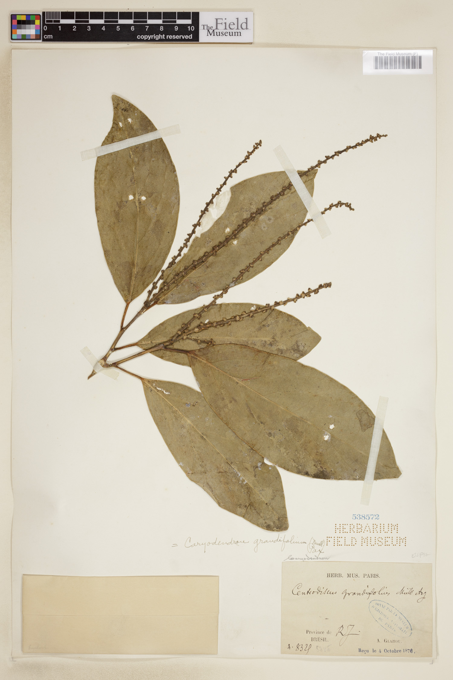 Caryodendron grandifolium