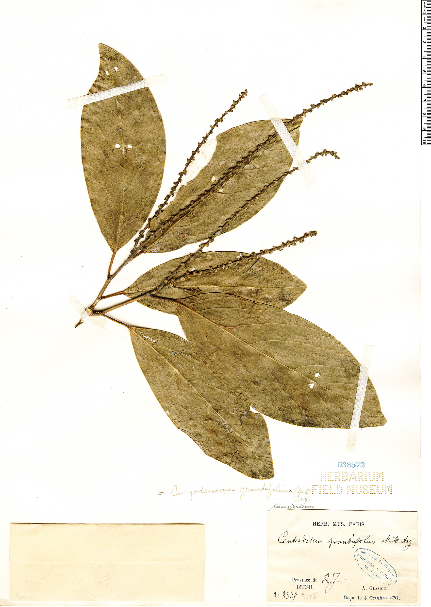 Caryodendron grandifolium — photo
