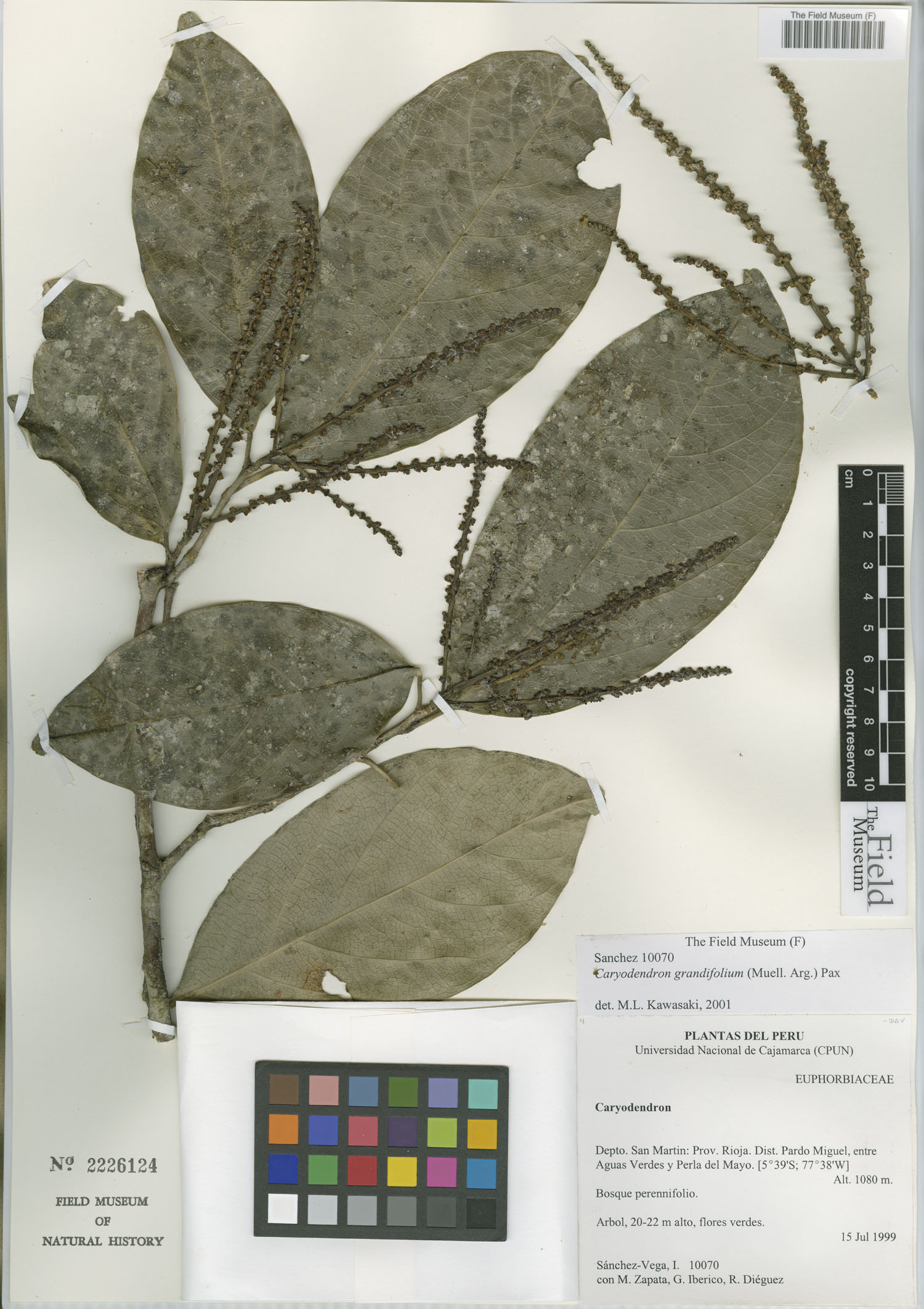 Caryodendron grandifolium — photo