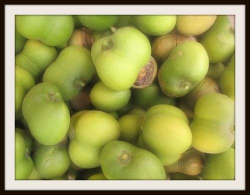 Caryodendron orinocense (Taccy nut) — photo