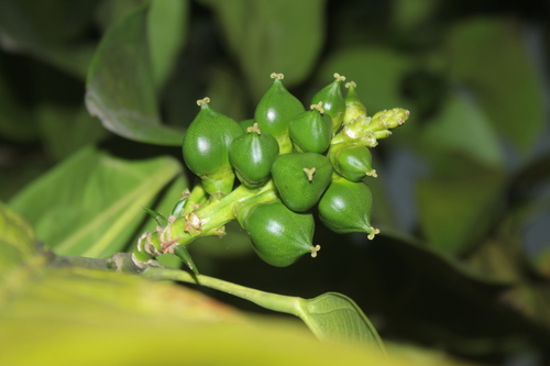 Caryodendron orinocense (Taccy nut) — photo