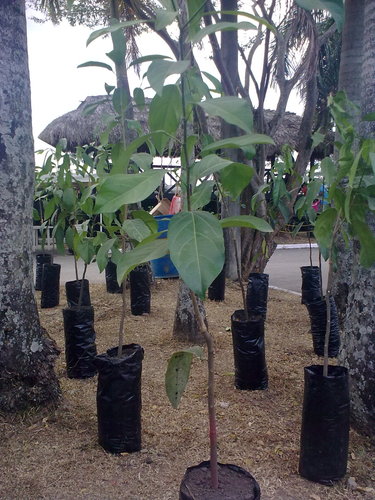 Caryodendron orinocense (Taccy nut) — photo
