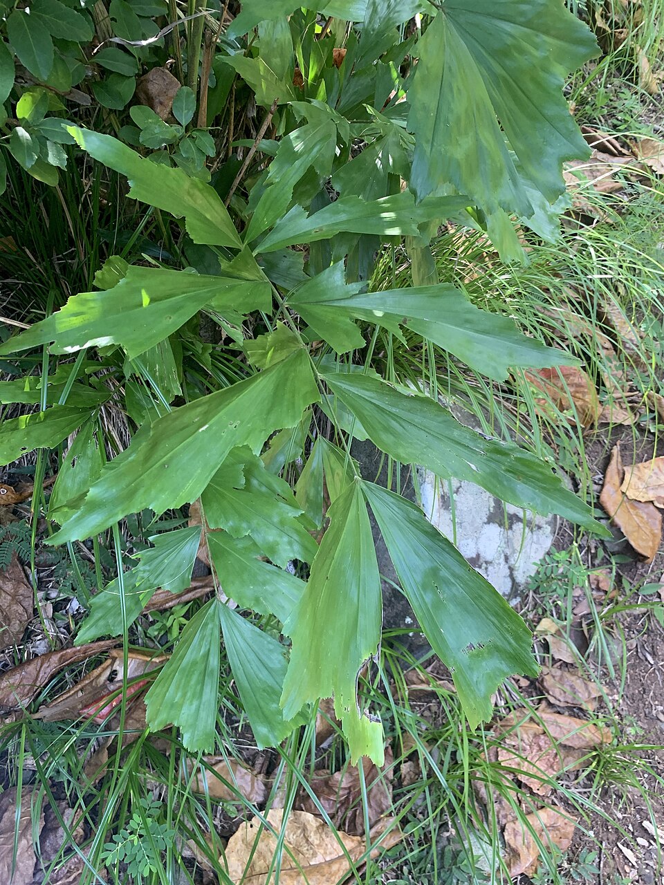 Caryota cumingii (Philippines fishtail palm) — photo