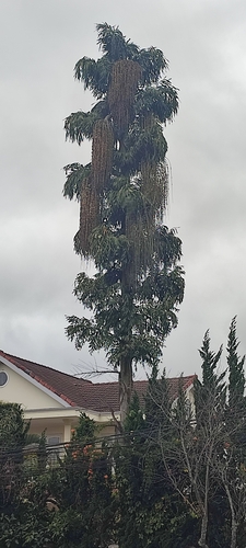 Caryota maxima