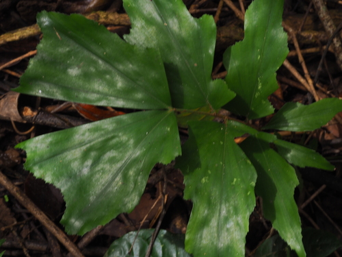 Caryota maxima (Giant mountain fishtail palm) — photo