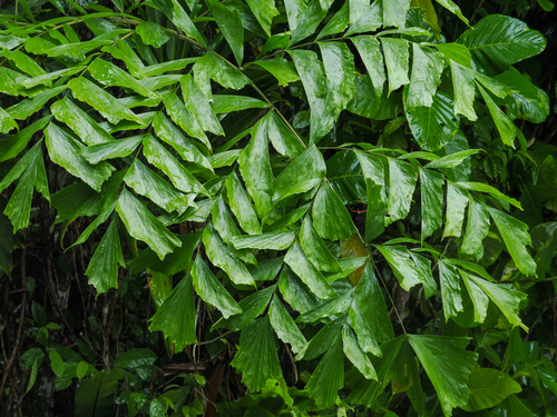 Caryota mitis (Lesser fishtail palm) — photo
