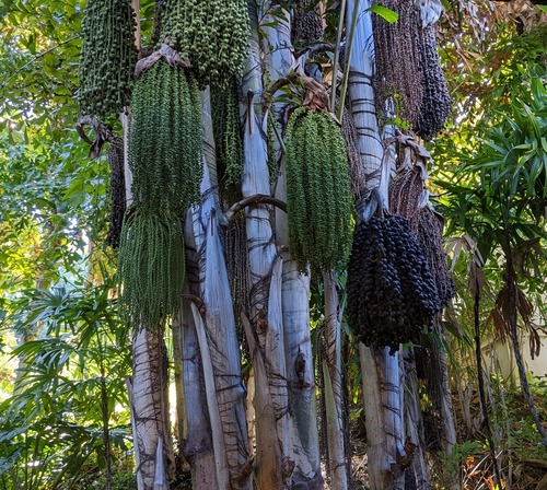 Caryota mitis (Lesser fishtail palm) — photo