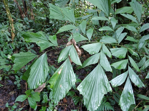 Caryota monostachya