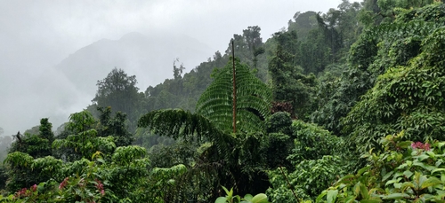 Caryota no (Giant fishtail palm) — photo