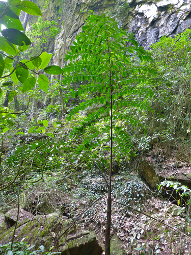 Caryota no