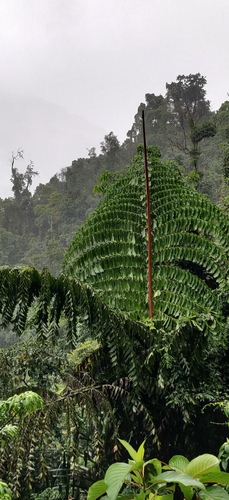Caryota obtusa (Thai Giant fishtail palm) — photo