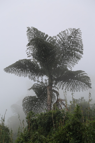 Caryota obtusa