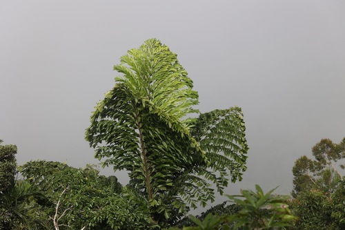 Caryota rumphiana (Fishtail palm) — photo