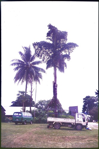 Caryota rumphiana (Fishtail palm) — photo