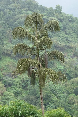 Caryota urens (Wine Palm) — photo
