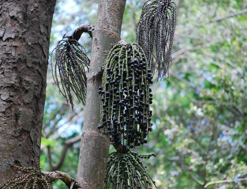 Caryota urens (Wine Palm) — photo