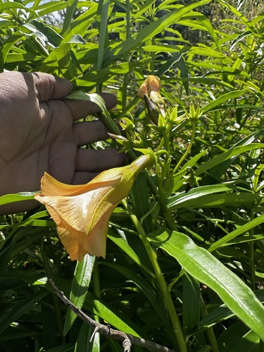 Cascabela thevetia (Yellow oleander) — photo